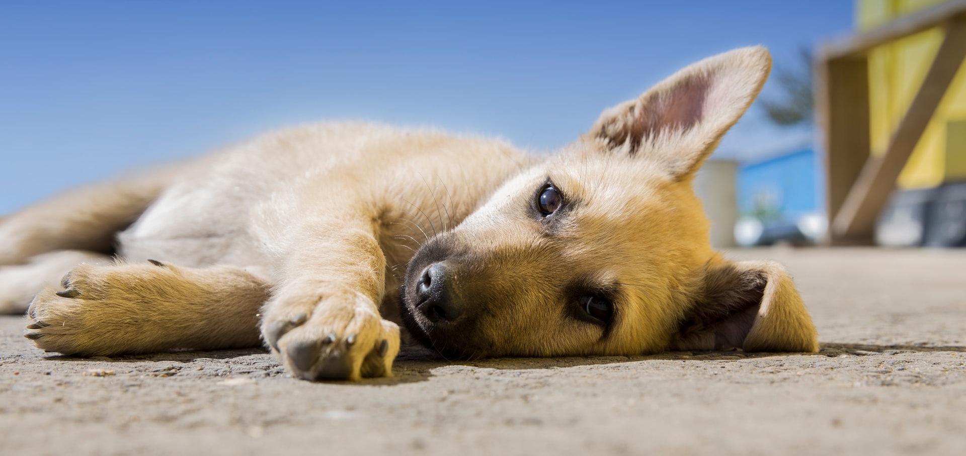 brown dog pup lying on pavement